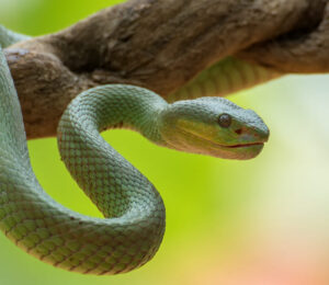 about-snakes