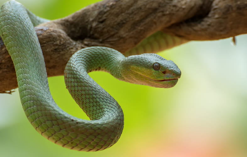 10073About Snakes