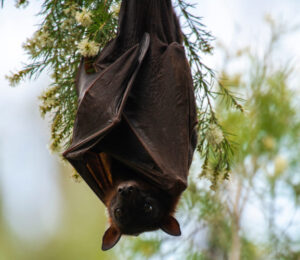 about-bats