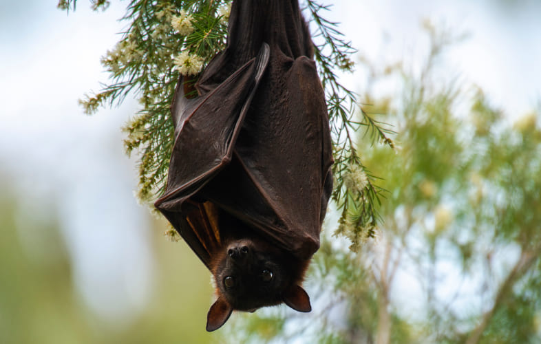 10075About Bats