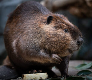 about-beavers