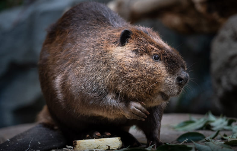 10081About Beavers