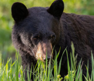 about-black-bears