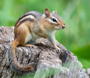 about-chipmunks