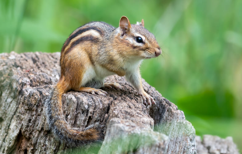 10088About Chipmunks