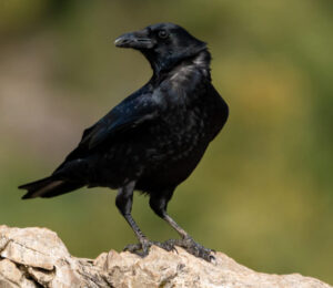 about-crows