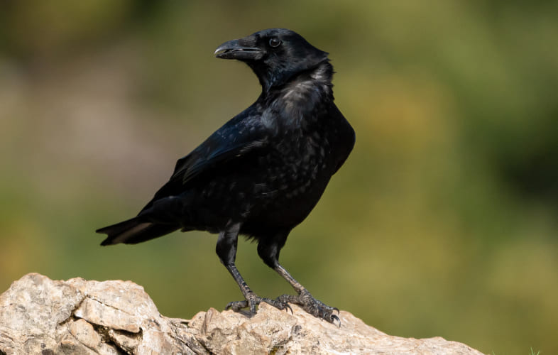 10091About Crows