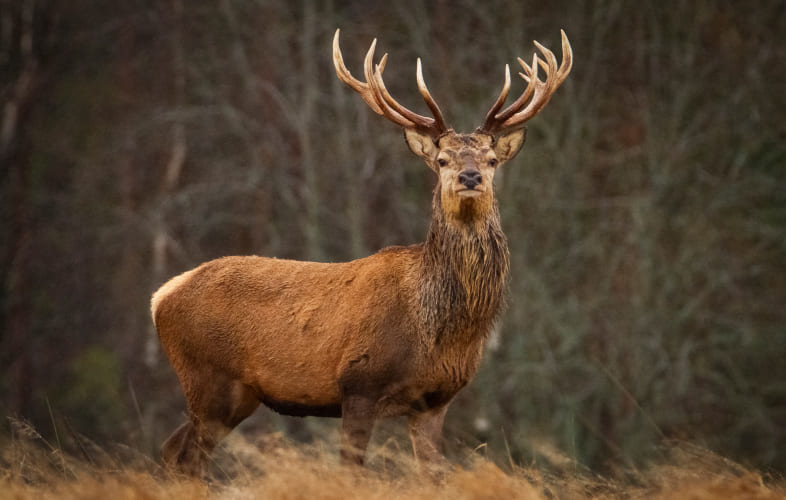 10094About Deer