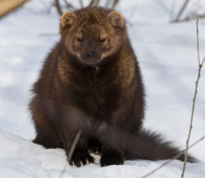 about-fishers
