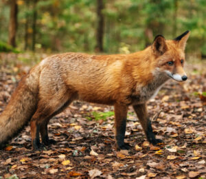 about-foxes