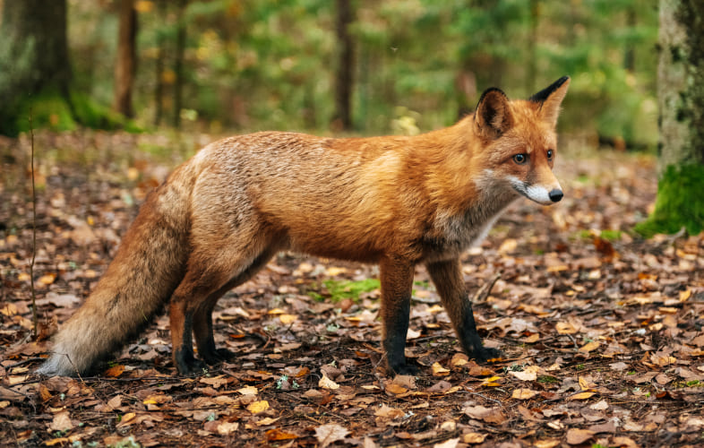 10100About Foxes