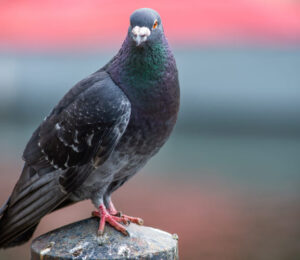 about-pigeons