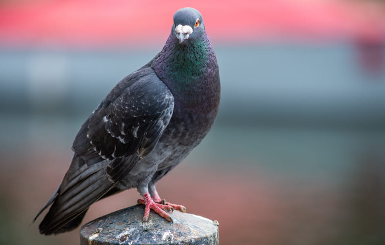 10103About Pigeons