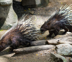 about-porcupines