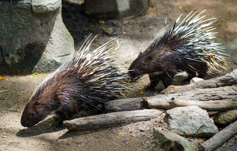 10106About Porcupines