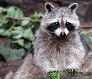 about-raccoons