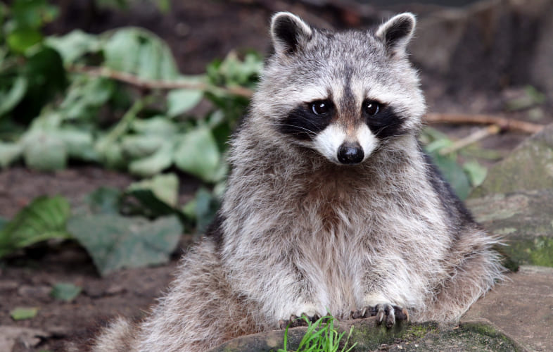 10108About Raccoons