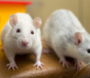 about-rats-and-mice