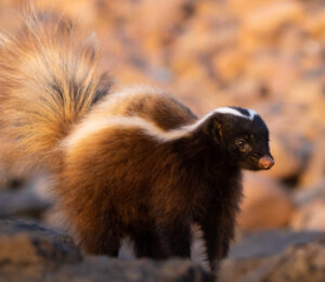 about-skunks