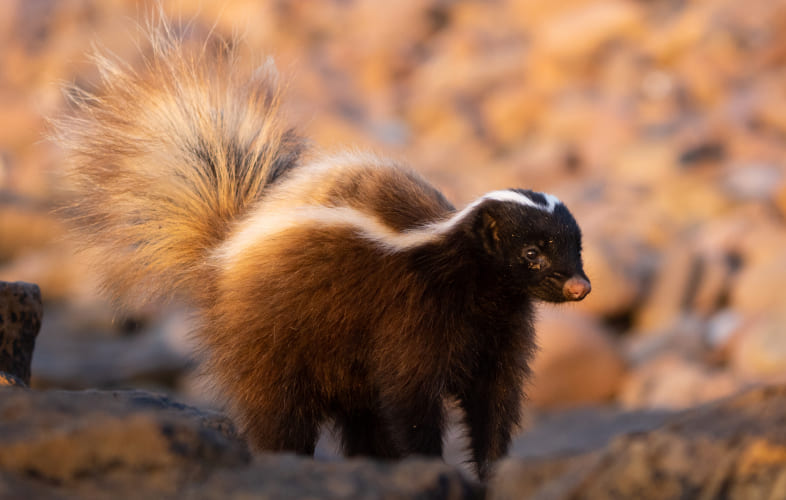 10112About Skunks