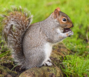 about-squirrels