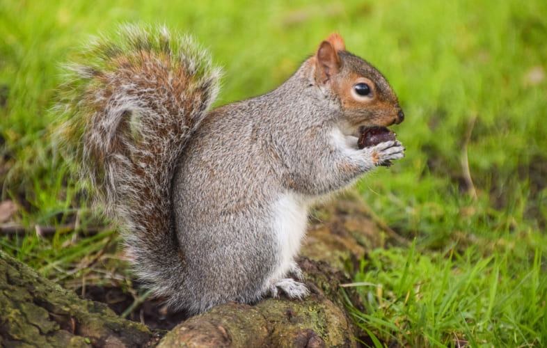 10114About Squirrels