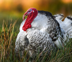 about-turkeys