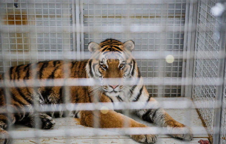 10837Advocate Spotlight: Jackson Holmes Advocates for Ban on Cruel Traveling Animal Shows