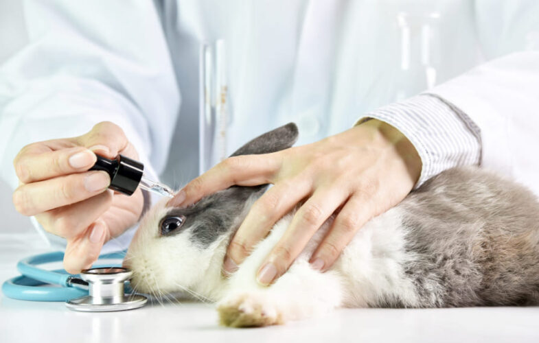10520Banning the Sale of Cosmetics Tested on Animals
