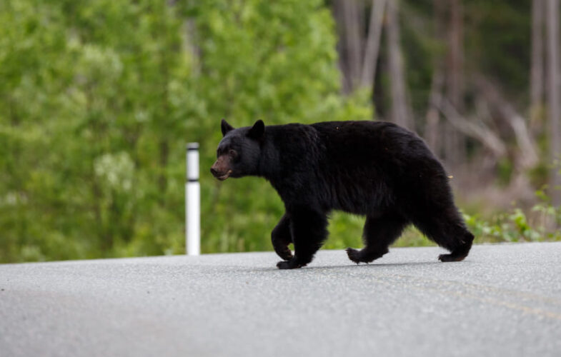 11745Bear-Proofing Funding for Berkshire County
