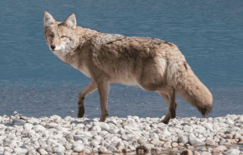 10337Coexisting Humanely with Coyotes