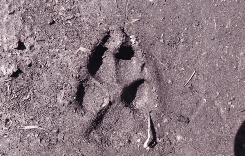 10045About Coyotes