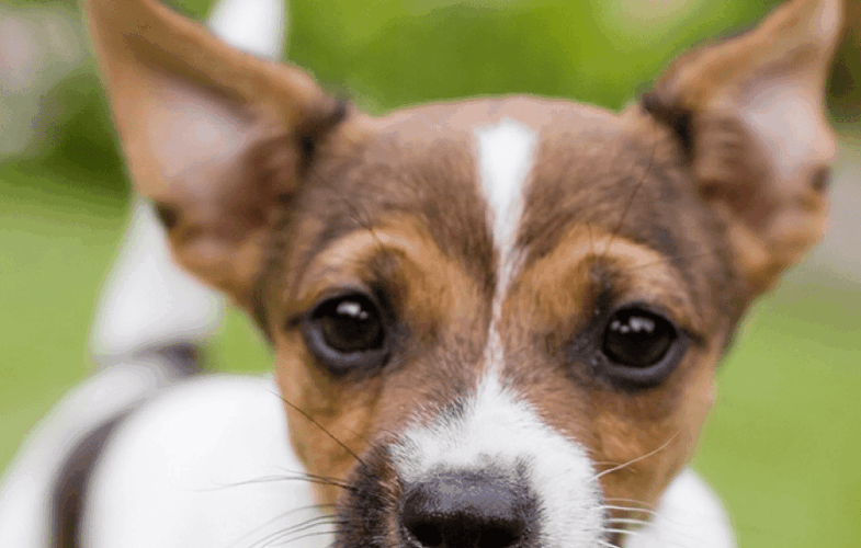 12456Finding an Adoption Organization