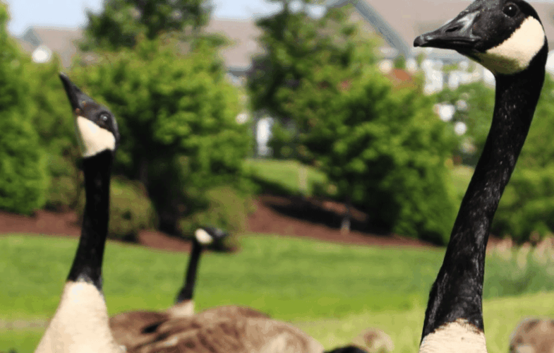 10145About Geese and Waterfowl