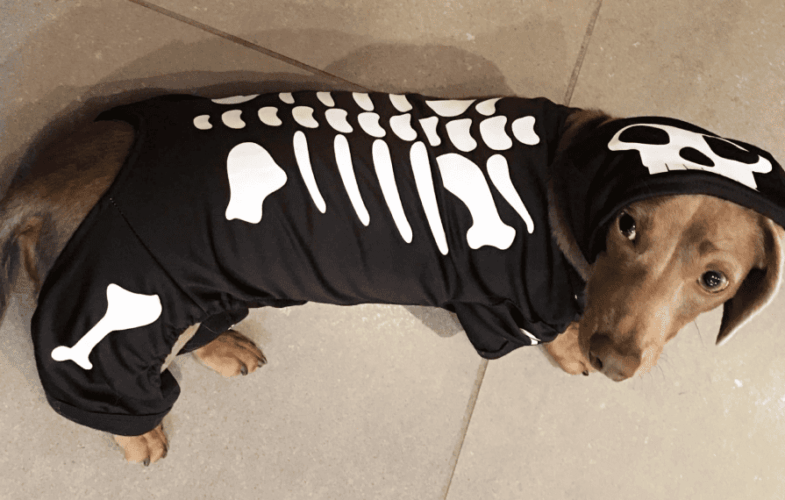 12488Pet Tips: Halloween Safety