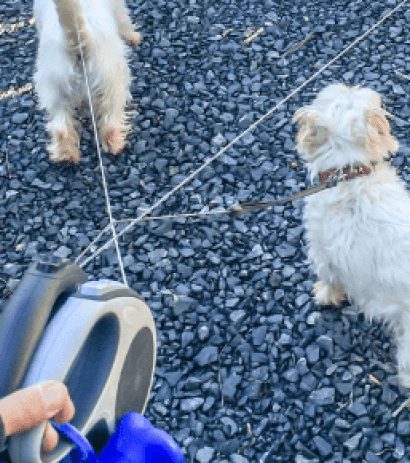 12471Retractable Leashes