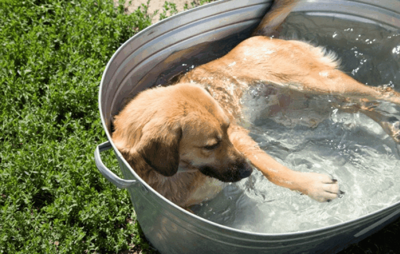 12474Heat Safety Tips