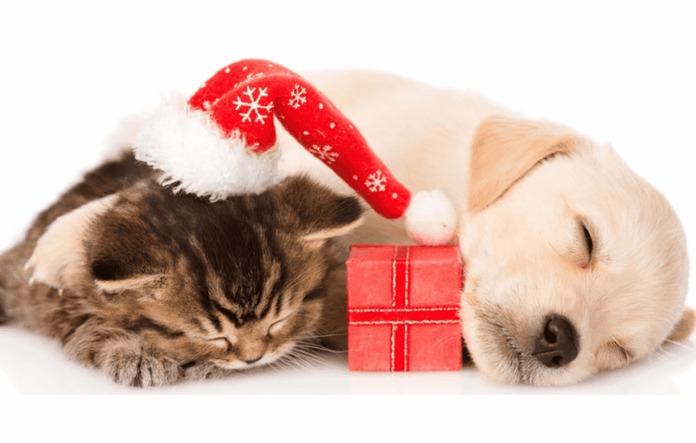 12484Holiday Hazards
