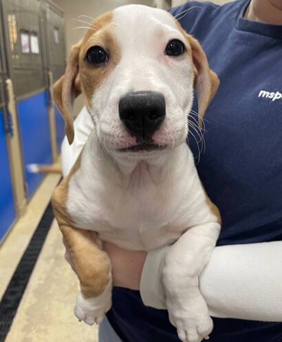A puppy in a staff member's arms