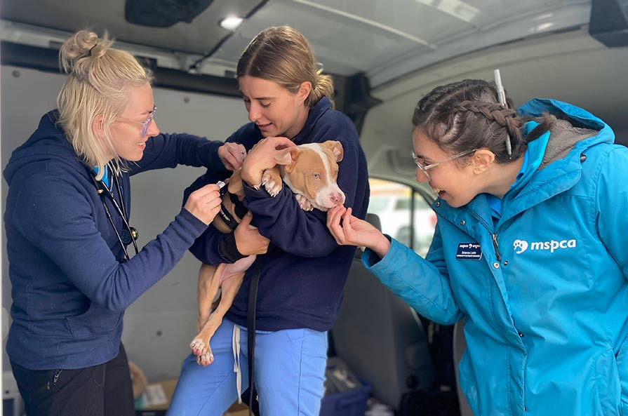 3 MSPCA staff give a puppy a vaccine