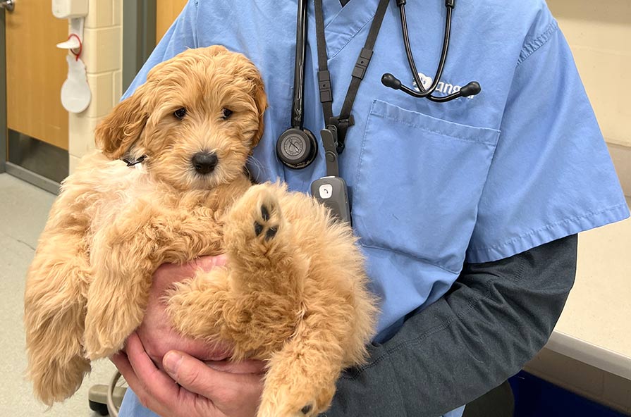 Puppy in Dr Kaye Arms