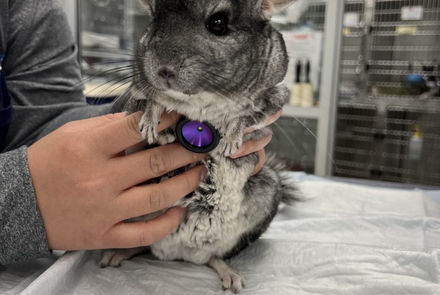 chinchilla avian exotic exam