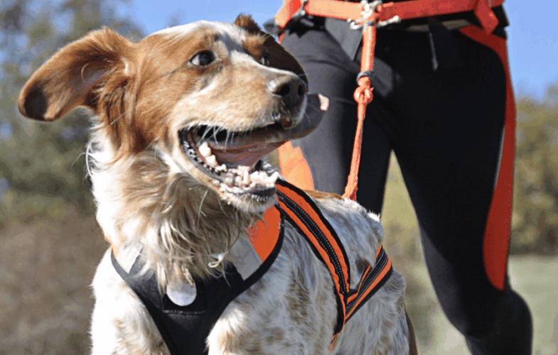 12450Pet Travel Tips