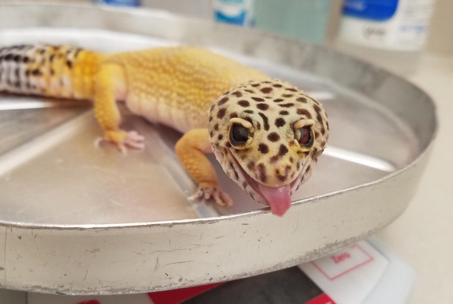 avian exotics gecko