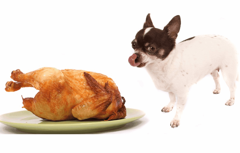 12506Top Thanksgiving Safety Tips for Pet Owners