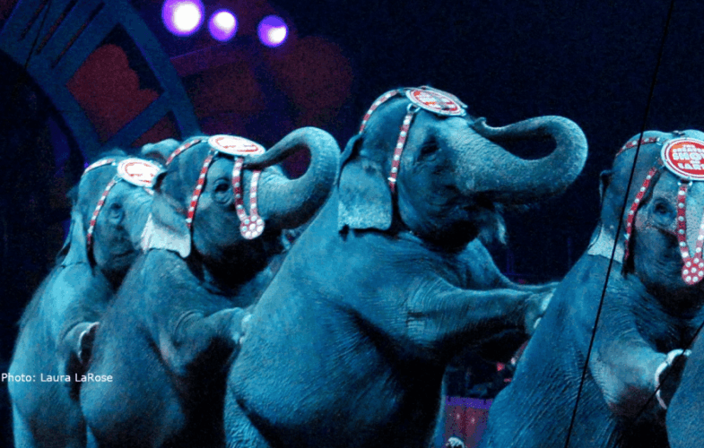 10330Traveling Exotic Animal Acts
