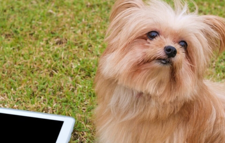 10899Using Social Media to Advocate for Animals