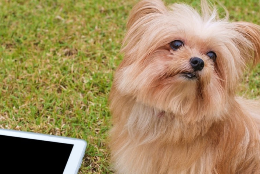 Using Social Media to Advocate for Animals - MSPCA-Angell