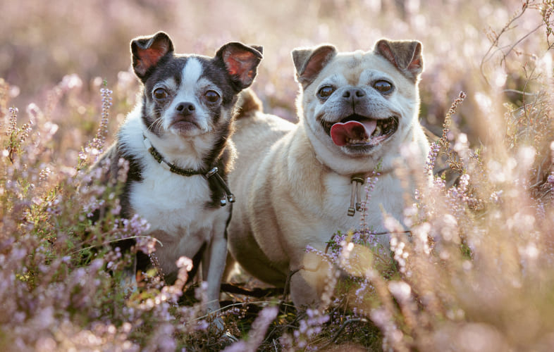 13042Adopting a Senior Pet