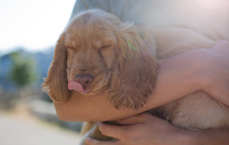 13007Adopting a Shelter Pet: Tips for Success